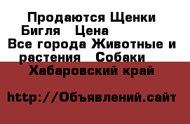 Продаются Щенки Бигля › Цена ­ 35 000 - Все города Животные и растения » Собаки   . Хабаровский край